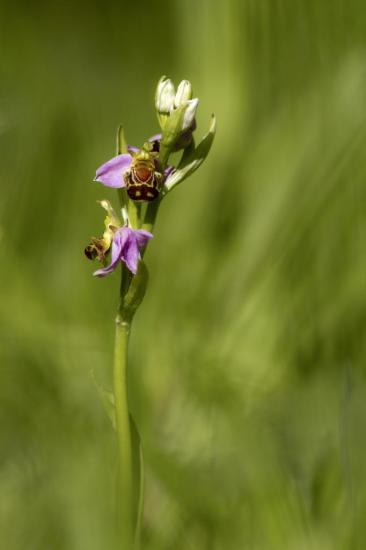 img-4176-copie.jpg