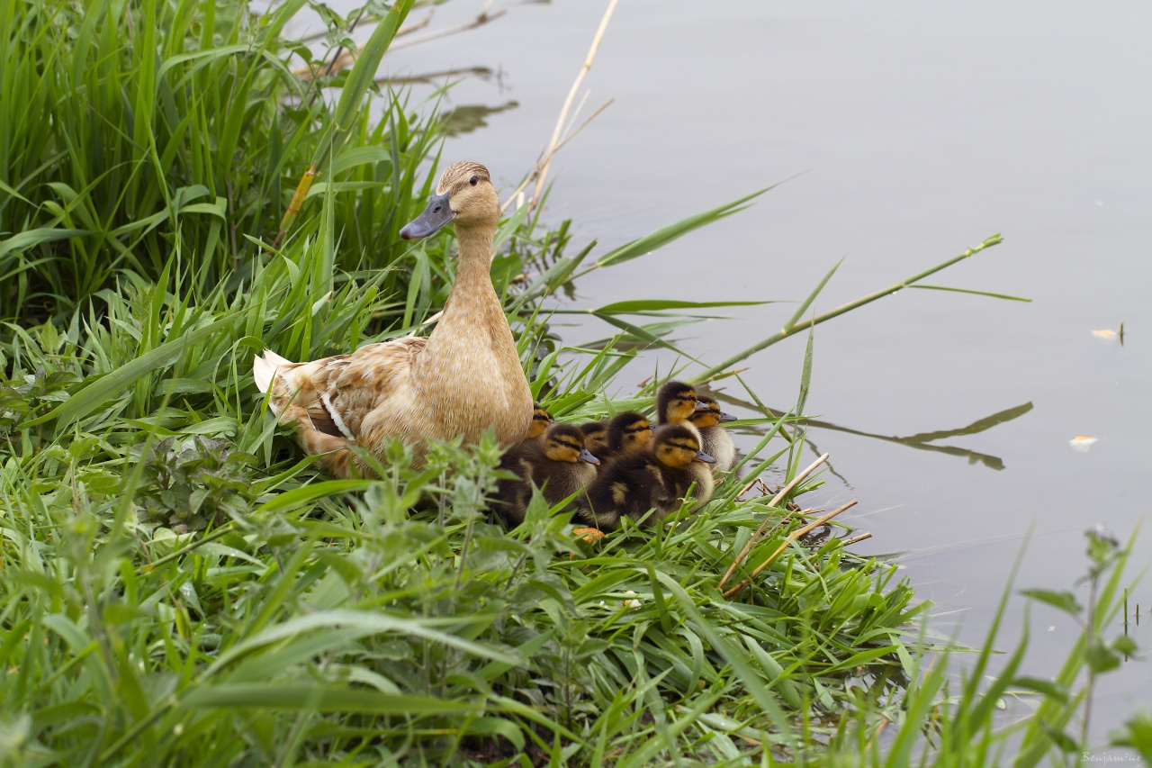 la famille canard -2011 -  première sortie 