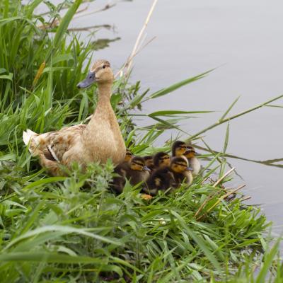 la famille canard -2011 -  première sortie 