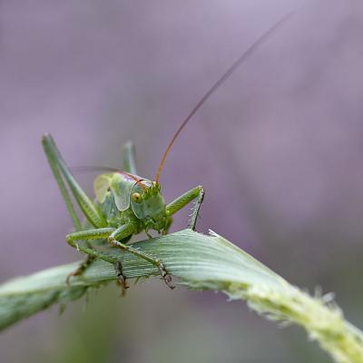 Accro à sa branche