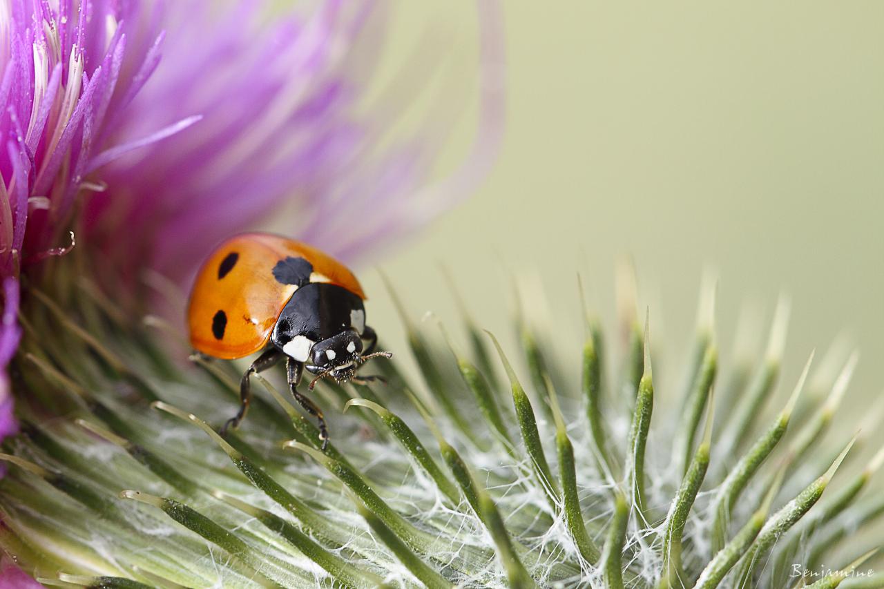 Quand la coccinelle joue au fakir