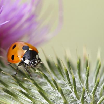 Quand la coccinelle joue au fakir