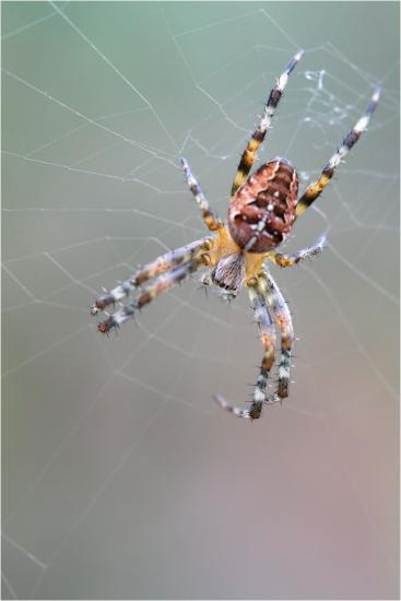 Araignée
