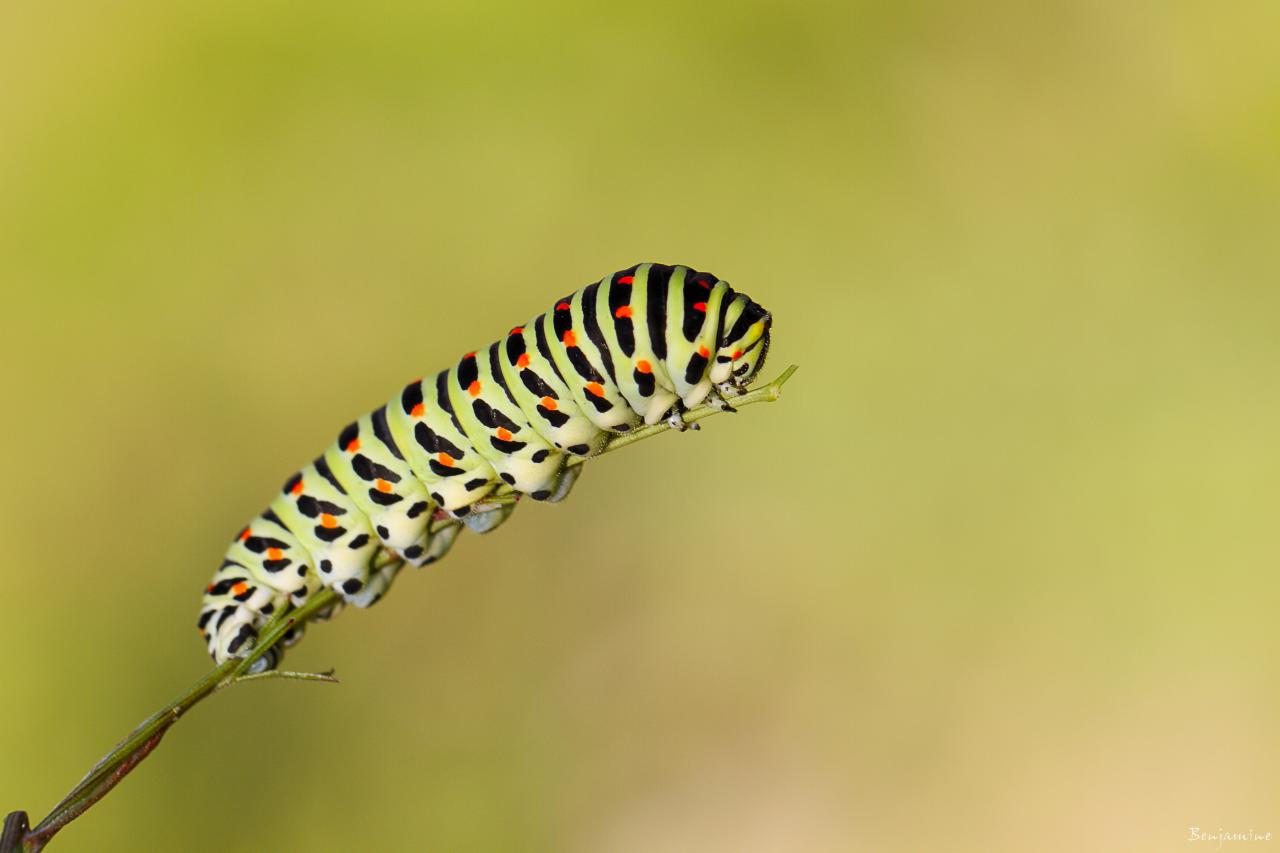 Chenille du machaon