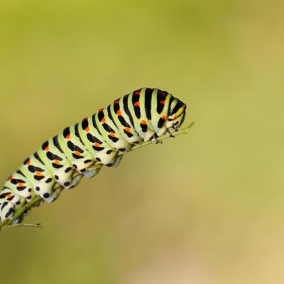 Chenille du machaon