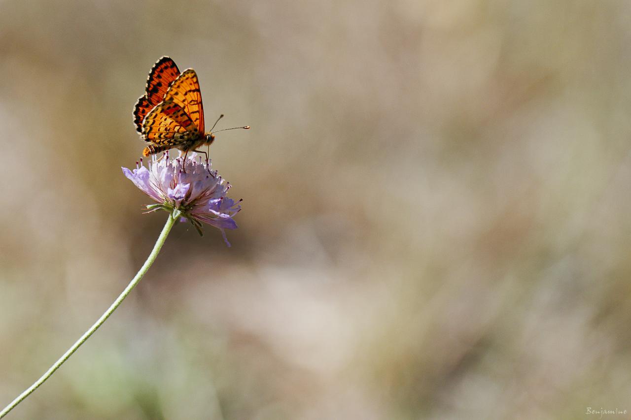 Transparence