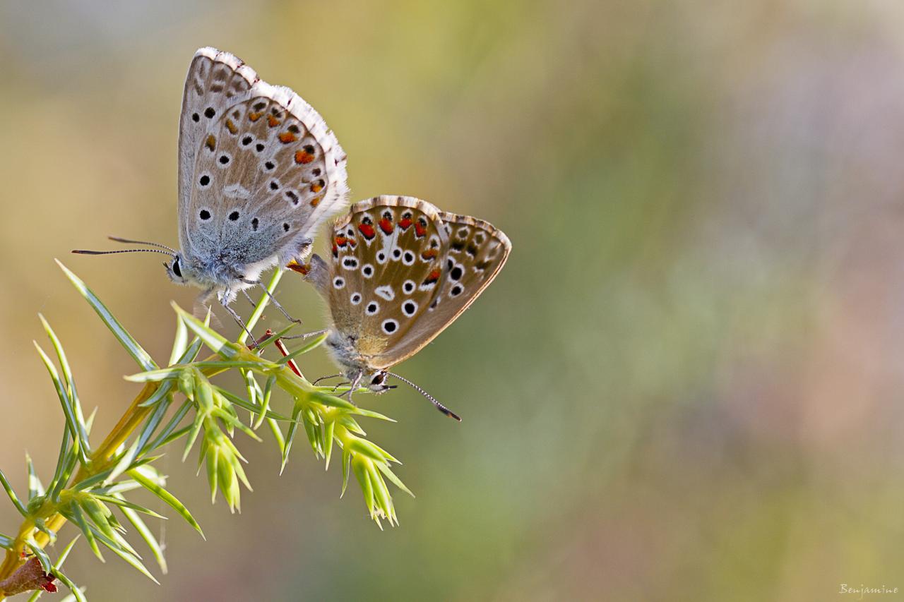 Duo d'amoureux