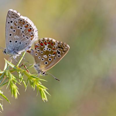 Duo d'amoureux