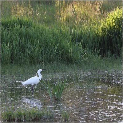 aigrette