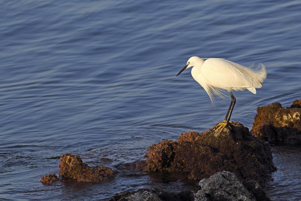 Aigrette garzette