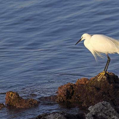 Aigrette garzette