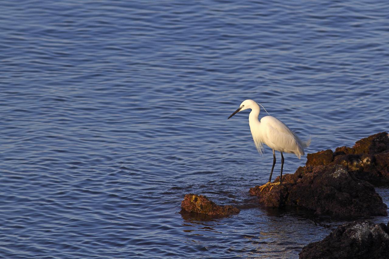 Aigrette garzette