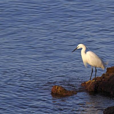 Aigrette garzette