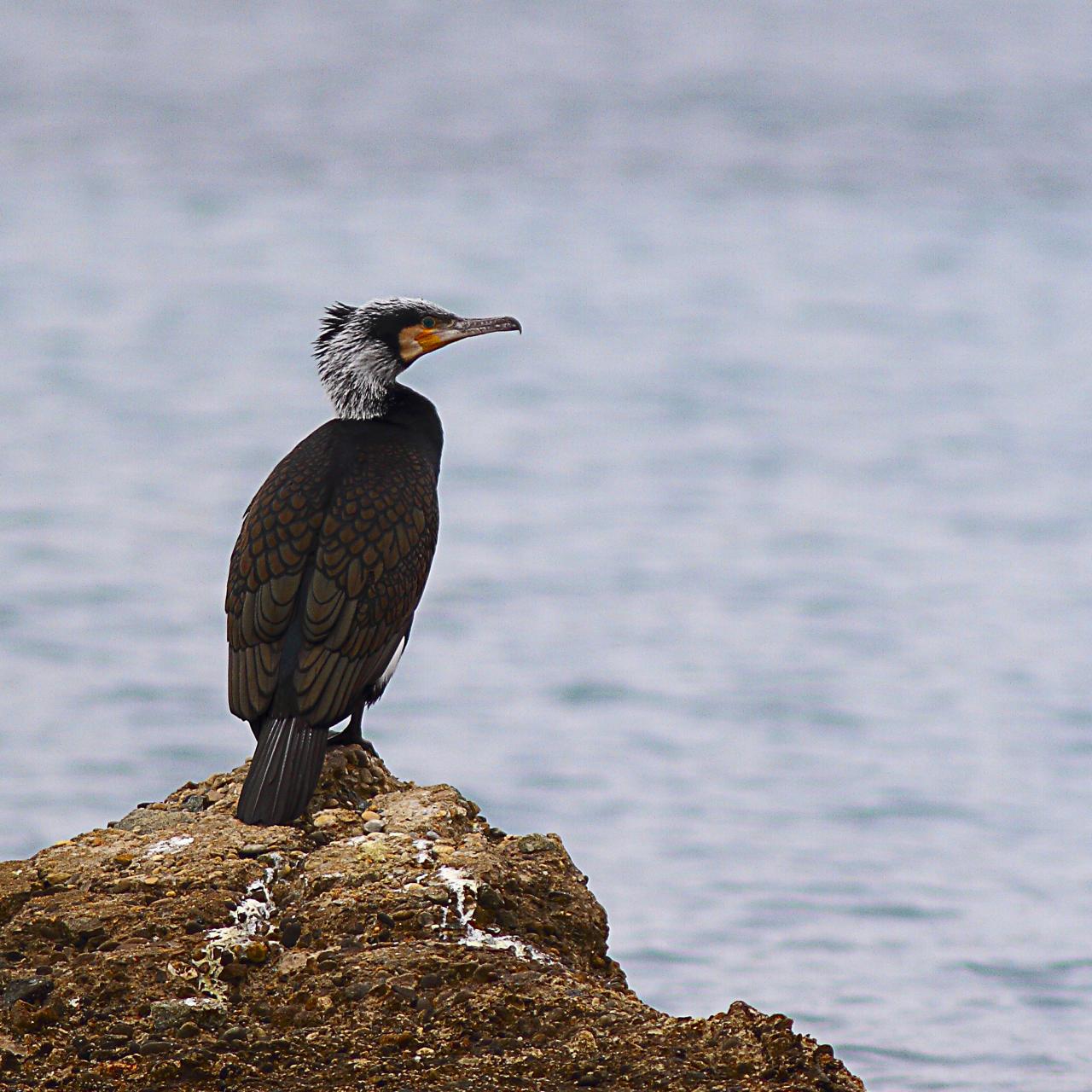 Cormoran