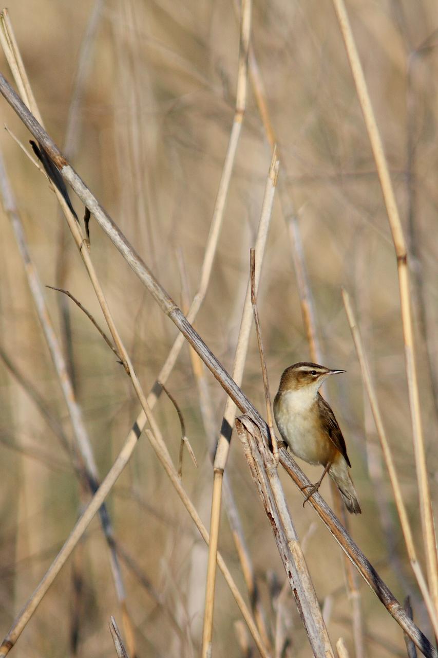 Phragmite des joncs