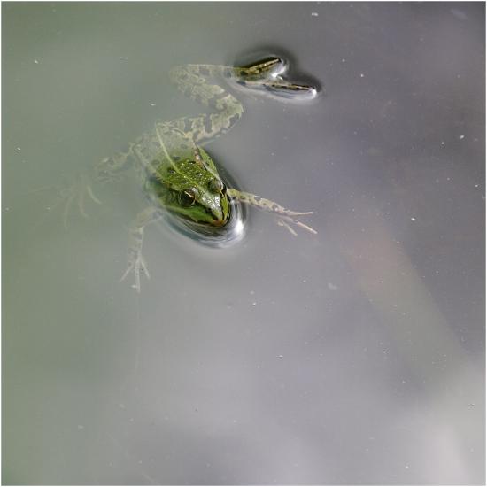 grenouille normande