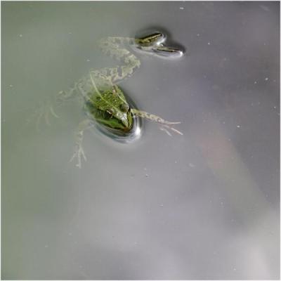 grenouille normande