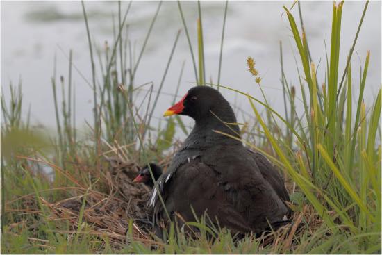 la famille poule d'eau - 2011 - bien au chaud