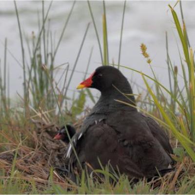 la famille poule d'eau - 2011 - bien au chaud