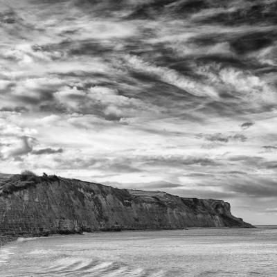 L'arbre qui voulait voir la mer