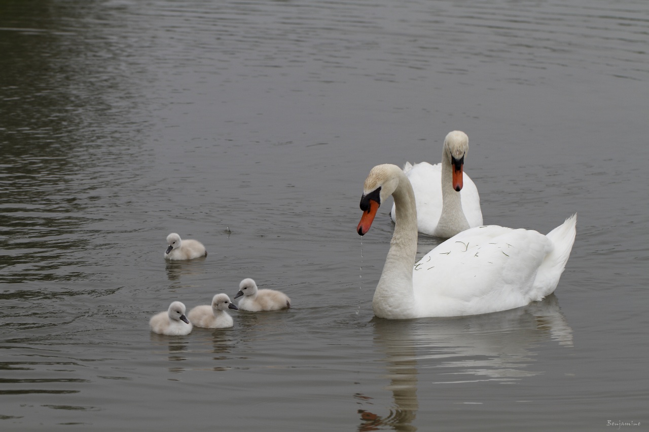 La famille cygne - portée 2011 - Première promenade en famille