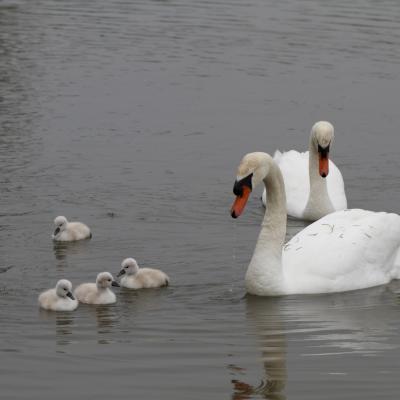 La famille cygne - portée 2011 - Première promenade en famille