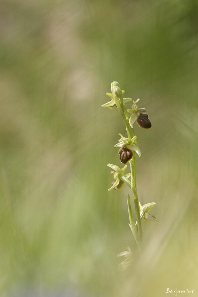 Ophrys