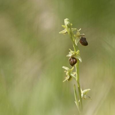 Ophrys