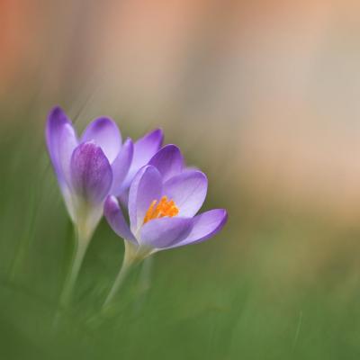 Bouquet de Printemps