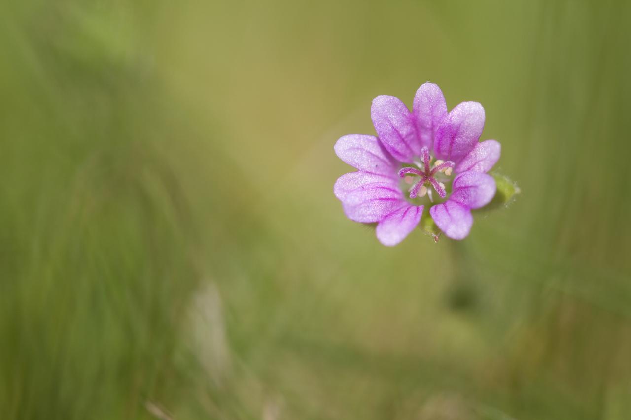 Petite douceur