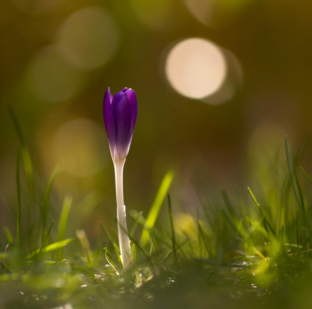 Le crocus a rendez vous avec la lune