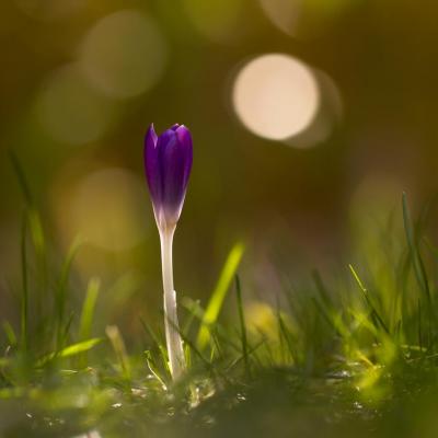 Le crocus a rendez vous avec la lune