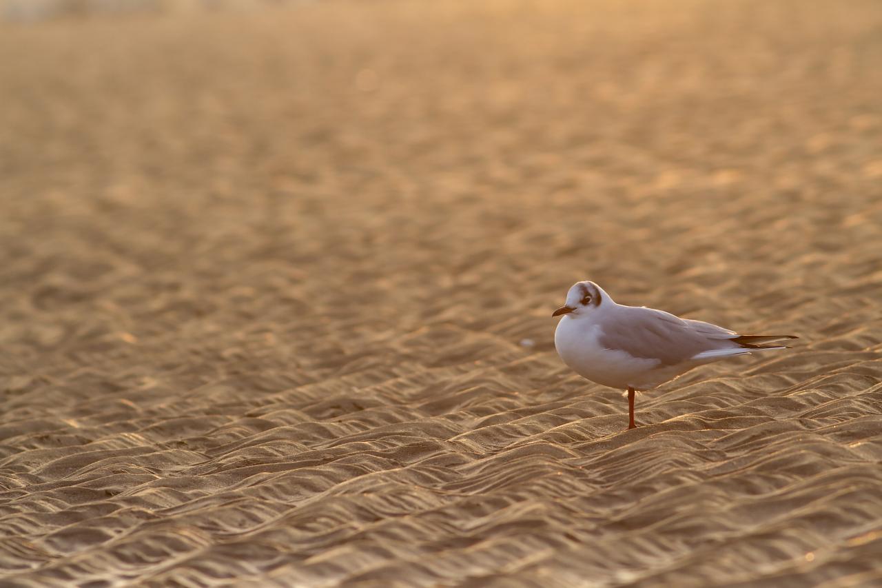 Sur du sable d'Or