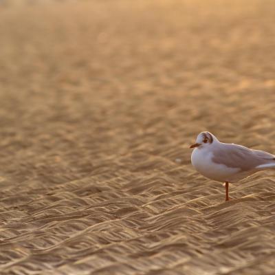 Sur du sable d'Or