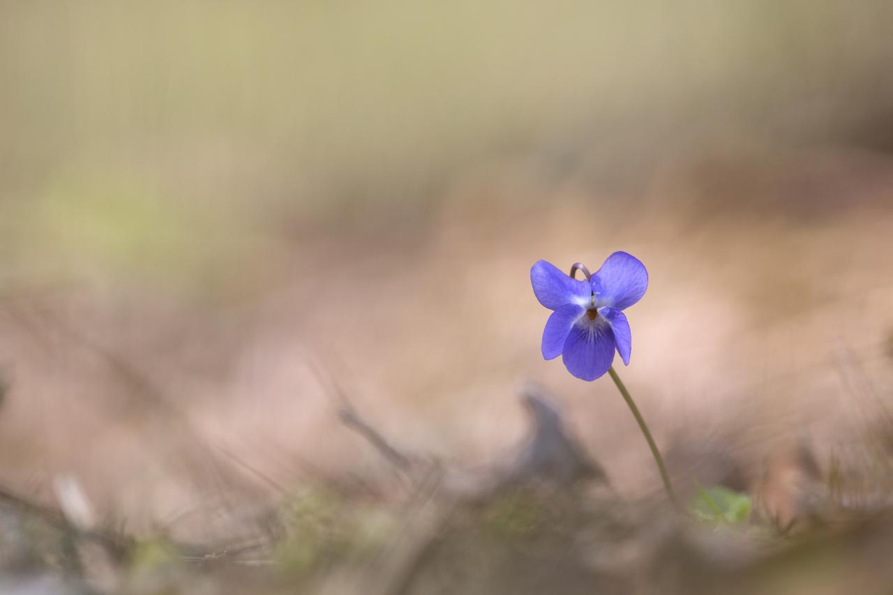 Timide violette