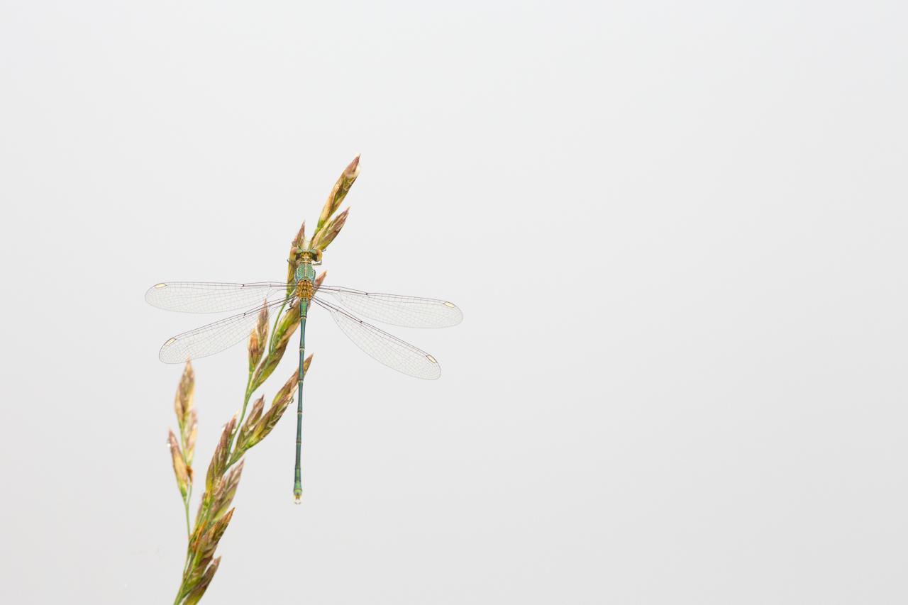 Le séchage des ailes