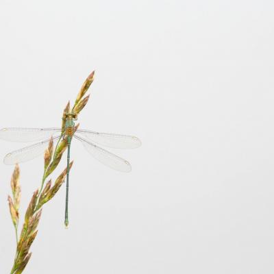 Le séchage des ailes