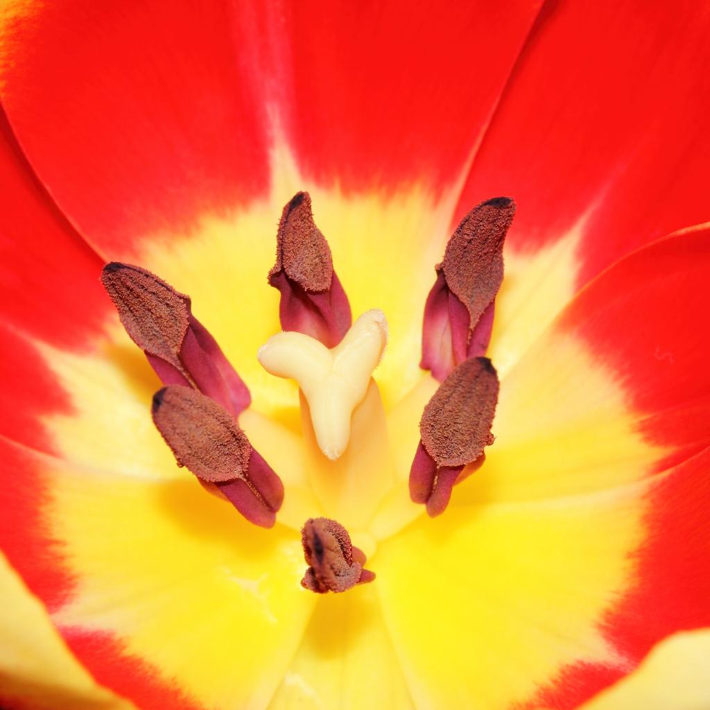 Tulipe