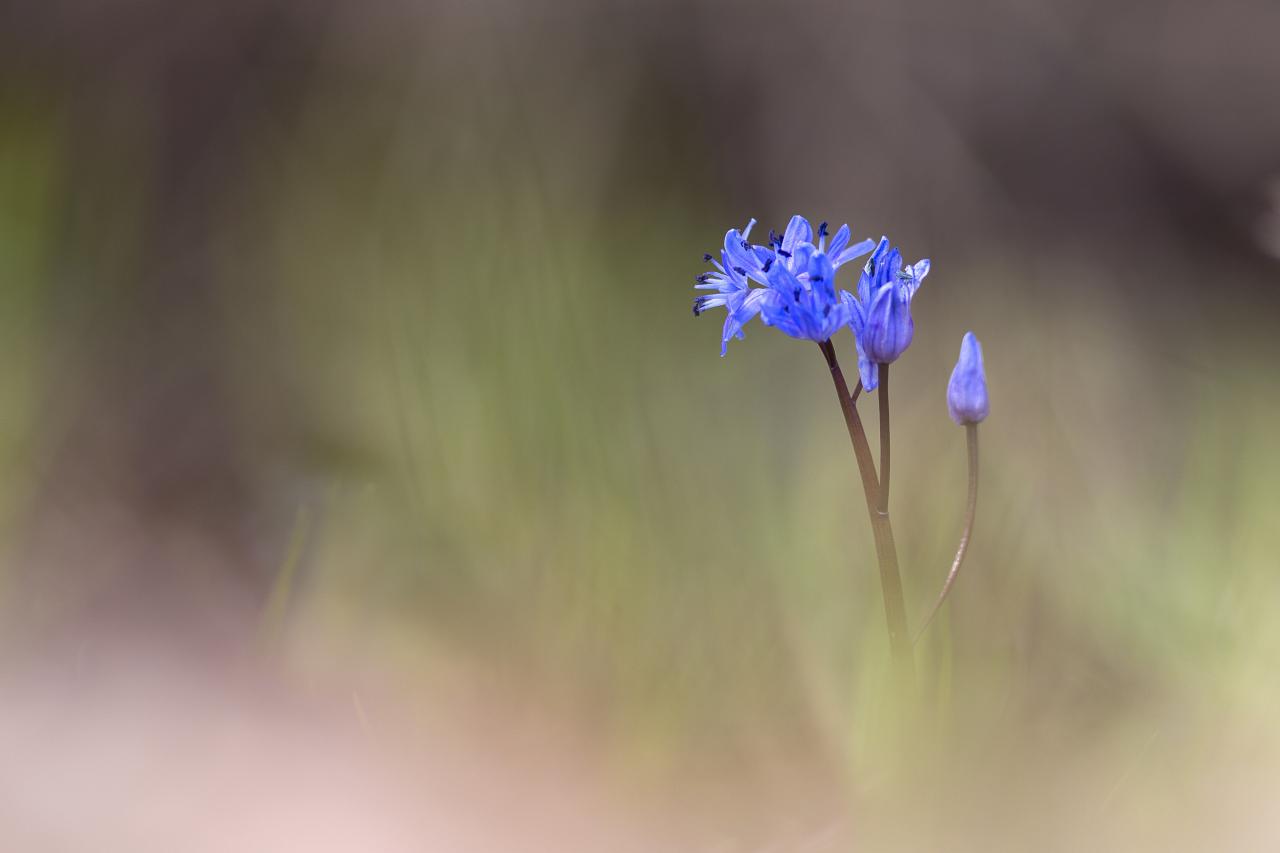 Emergence d'une scille