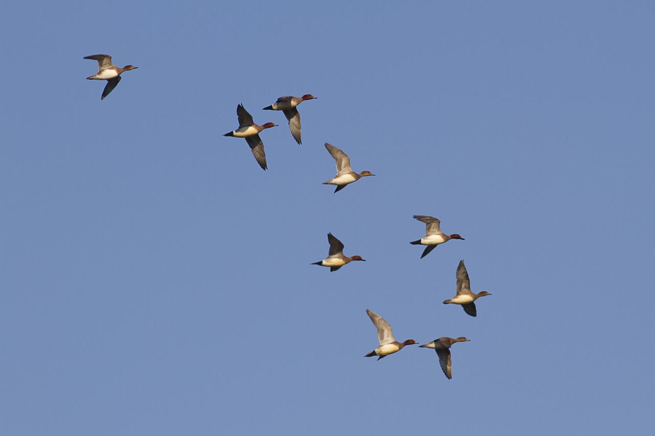 Une escadrille de canards siffleurs