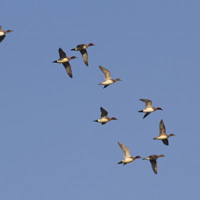 Une escadrille de canards siffleurs