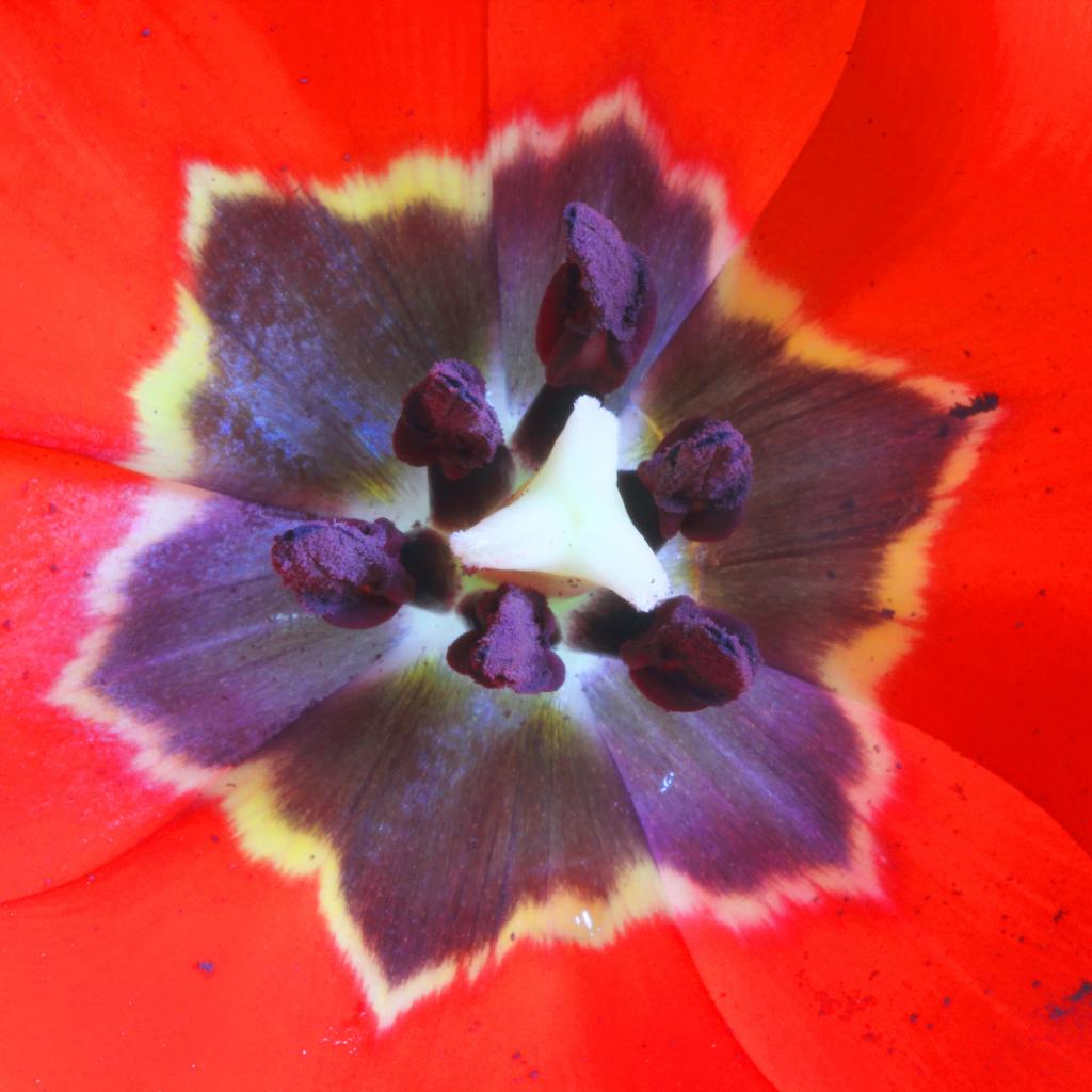 Tulipe