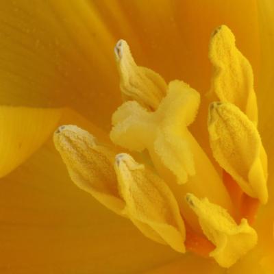 Tulipe