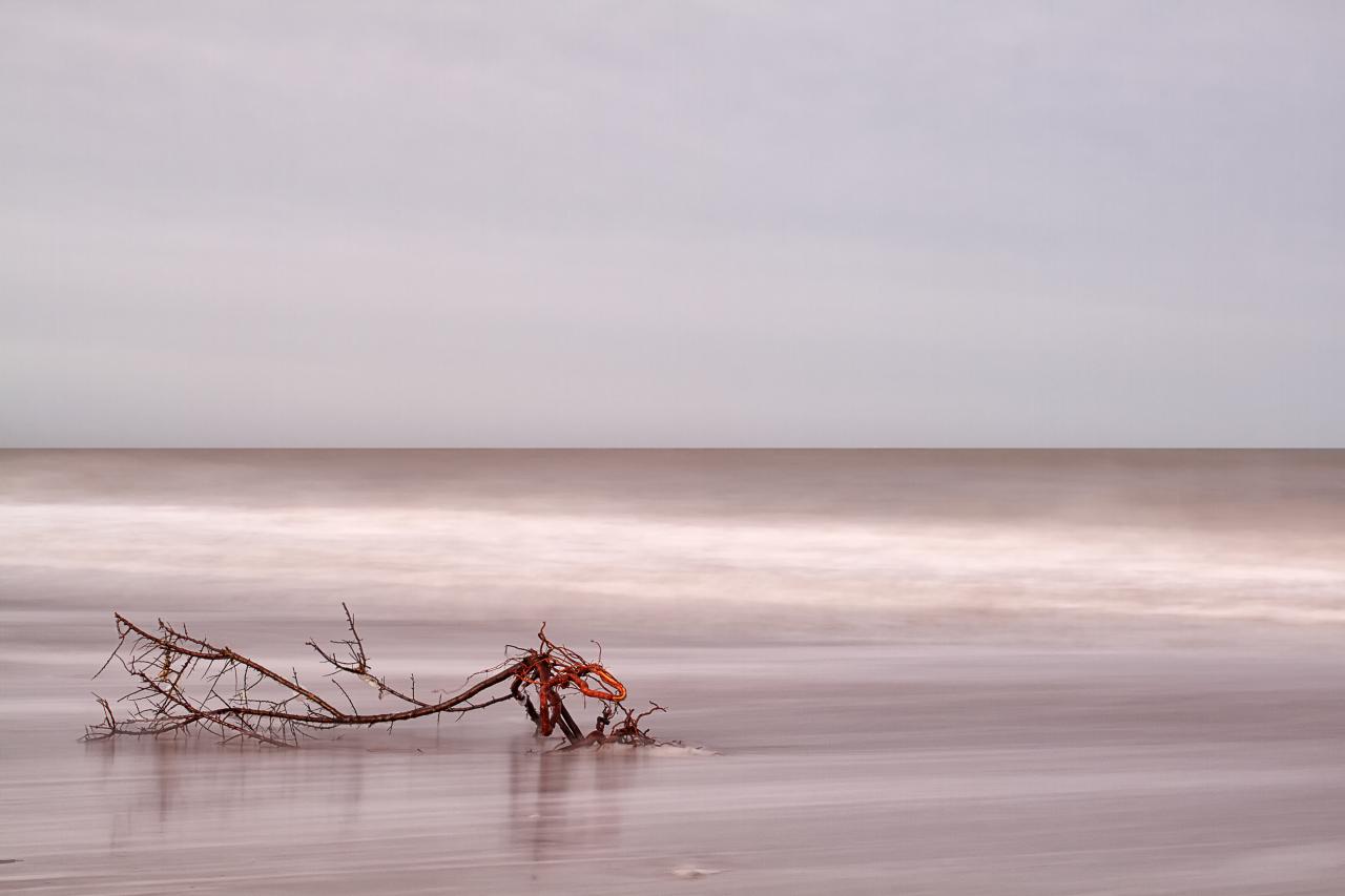 Le bois de la mer