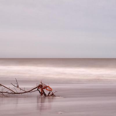 Le bois de la mer