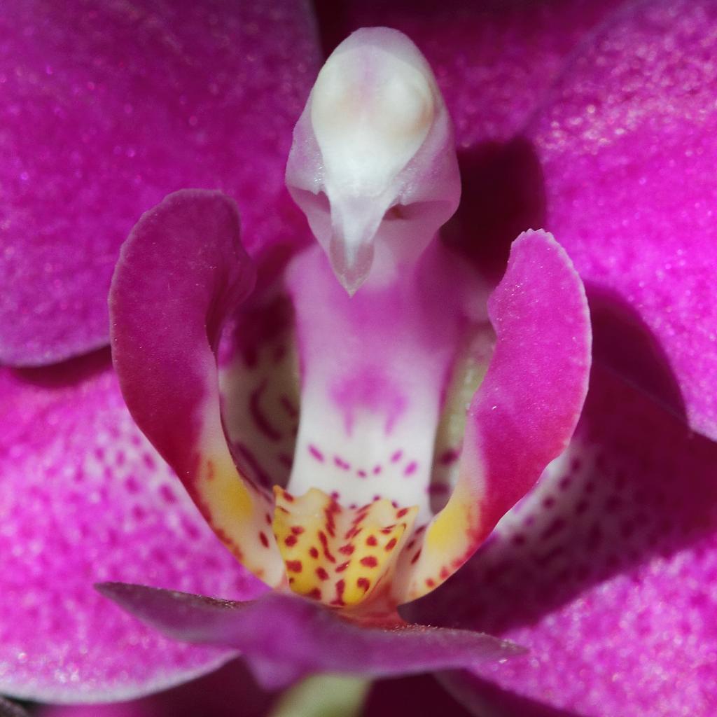 Phanaelopsis