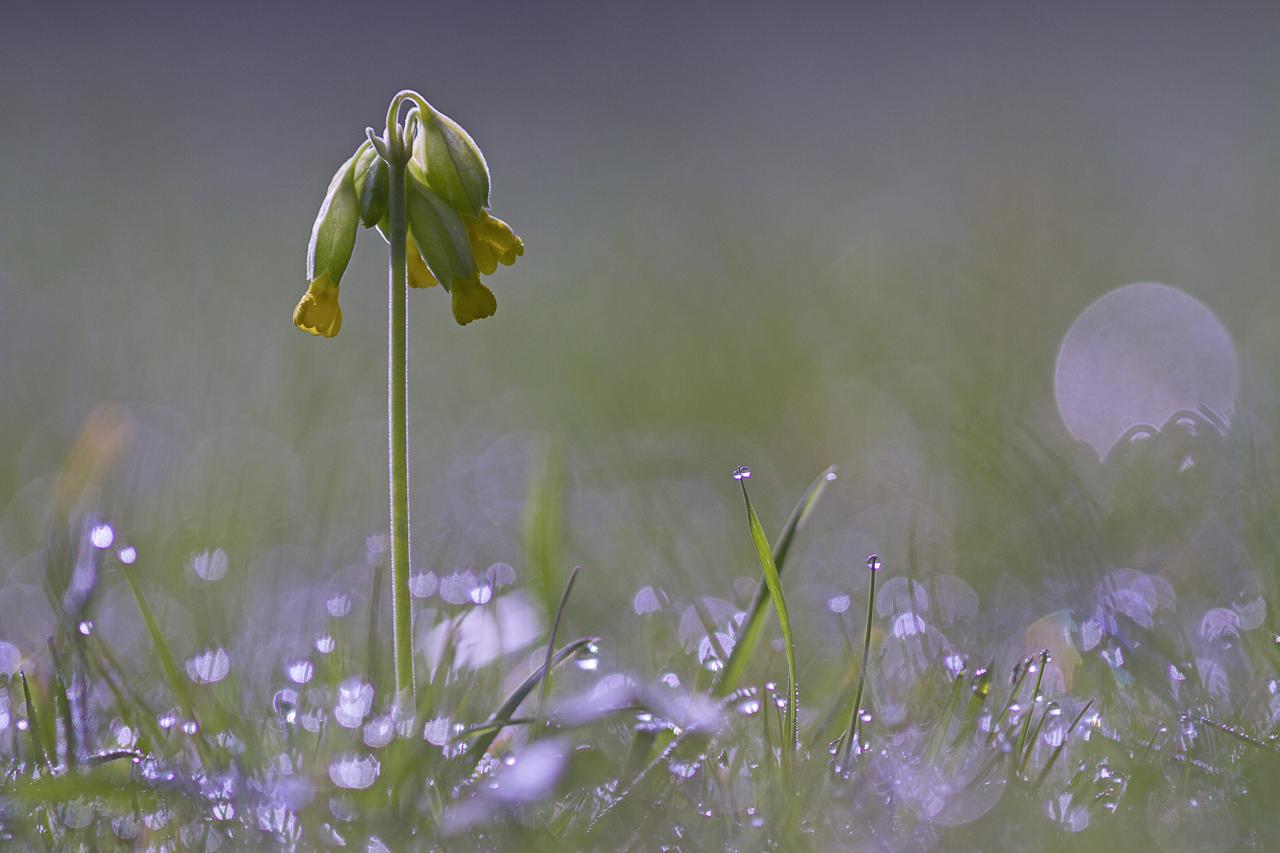 Le jour où la lune est tombée dans la prairie 