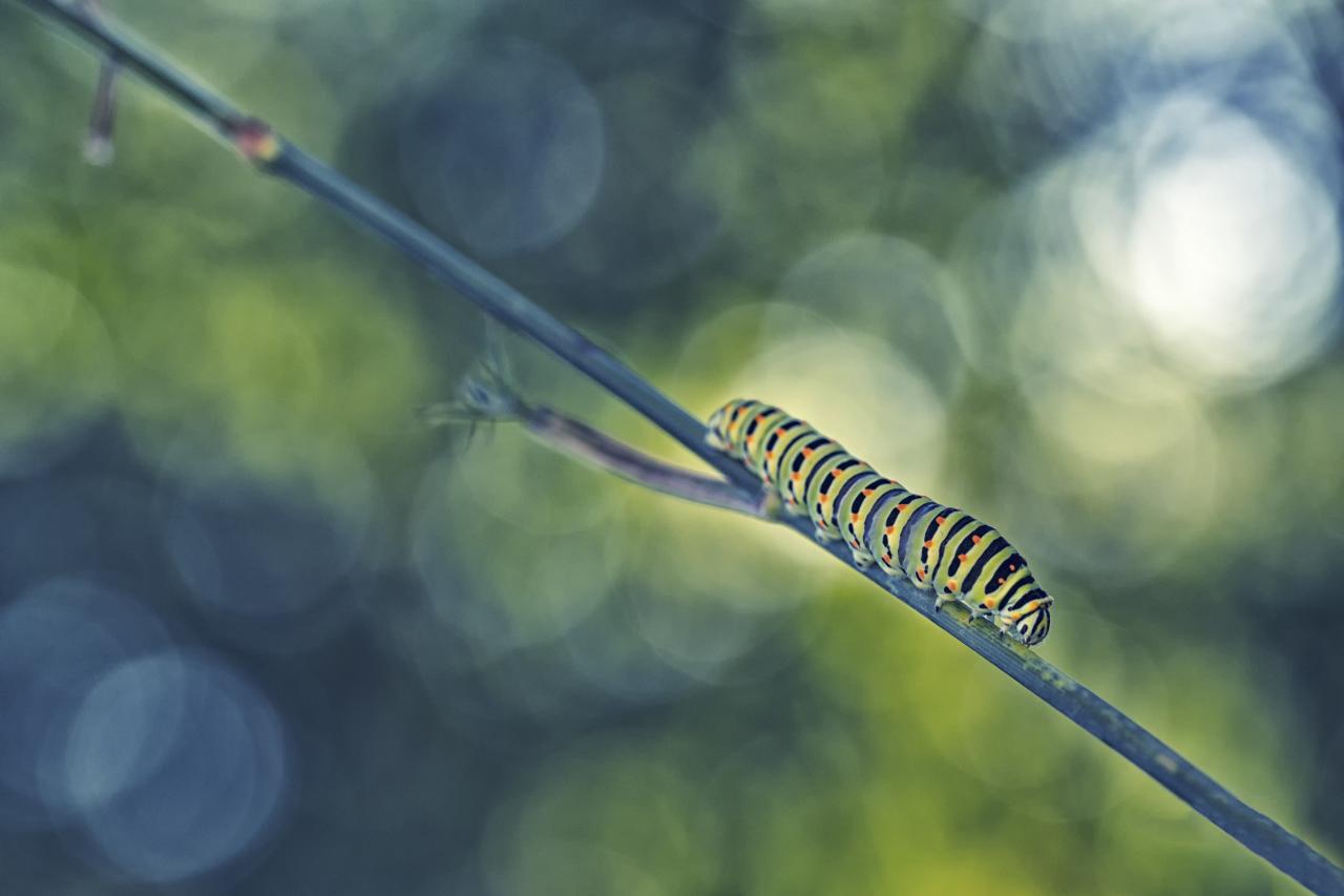 Bientôt je serai  un machaon