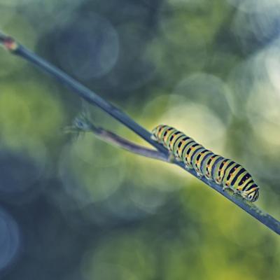 Bientôt je serai  un machaon