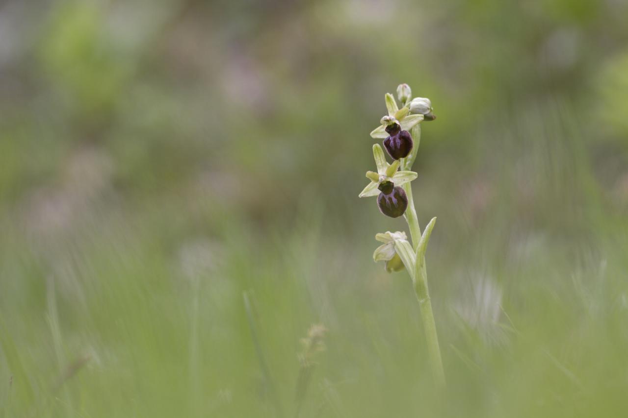 Ophrys araignée